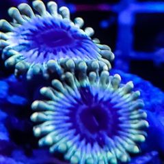 White walkers zoa