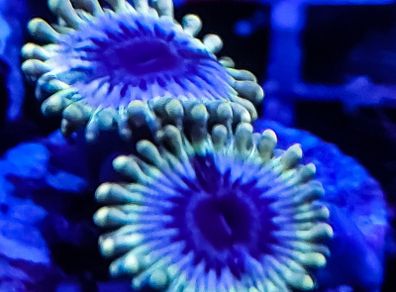 White walkers zoa
