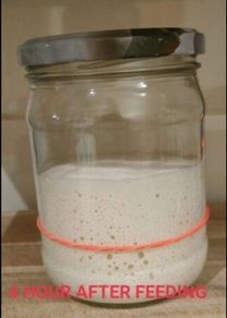 Sourdough Starter