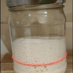 Sourdough Starter
