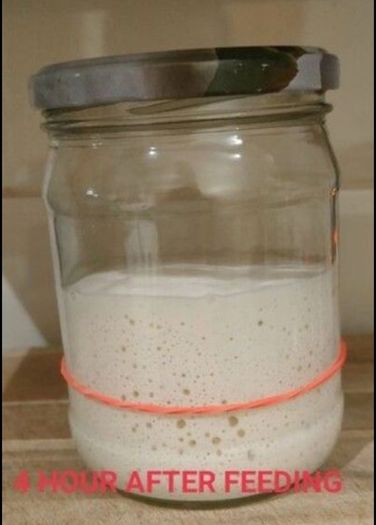 Sourdough Starter