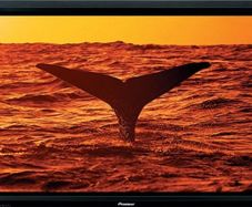 pioneer tv