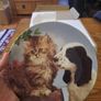 Royal Worcester Smokey and Rascal Collector Plate Image 4