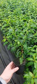 Portuguese Laurel