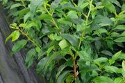 Portuguese Laurel