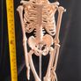 mini human anatomical skeleton model Image 5