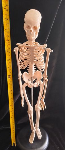mini human anatomical skeleton model