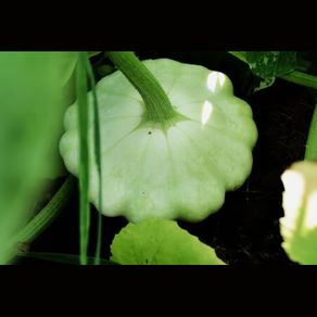 (M) Patty Pan Squash Disco seeds 2g (123773)