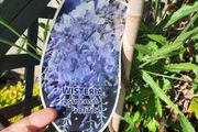 wisteria