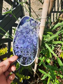 wisteria