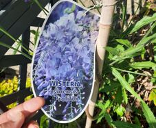 wisteria