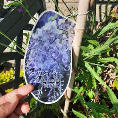 wisteria
