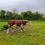 Pbr pedigree hereford bull Image 4