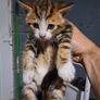kittens free to good home Image 9