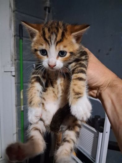kittens free to good home
