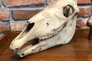 vintage horse skull