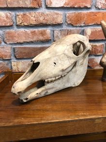 vintage horse skull