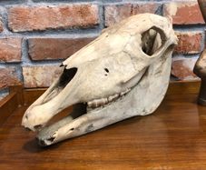 vintage horse skull