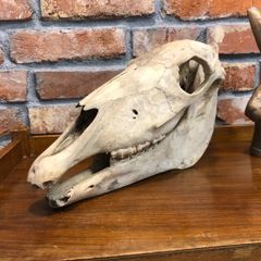 vintage horse skull