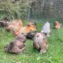 pekin day old chicks Image 3