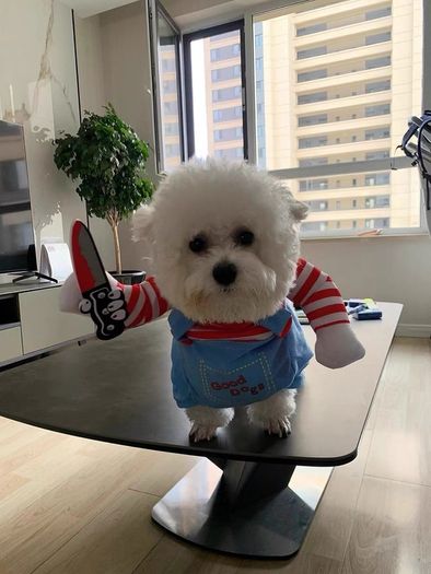 Pet Halloween Fun Killer Outfit