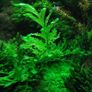 Bolbitis - aquarium plant for driftwood or rocks 25-30 cm Image 3