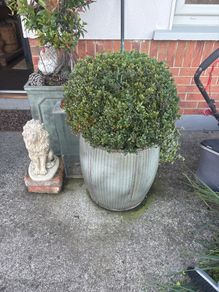 2 buxus one large one small established 4 years