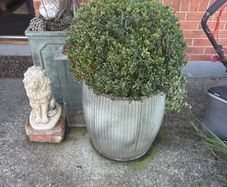 2 buxus one large one small established 4 years