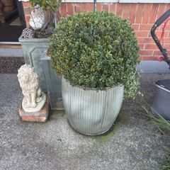 2 buxus one large one small established 4 years