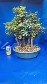 Field Maple Forest Bonsai