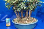 Field Maple Forest Bonsai