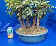 Field Maple Forest Bonsai