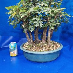 Field Maple Forest Bonsai
