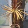 Palm Tree Image 2