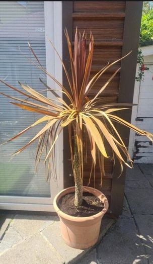 Palm Tree