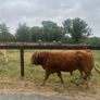 1 Pedigree Limousin Bull & heifers Image 4