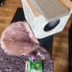 cat accessories
