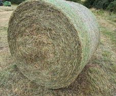 Organic Meadow hay