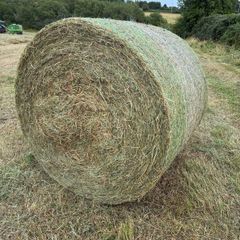 Organic Meadow hay