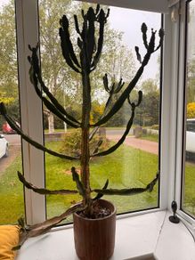 Candelabra cactus