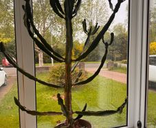 Candelabra cactus