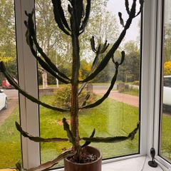 Candelabra cactus
