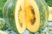 (S) Squash Olga seeds 1g (124381)