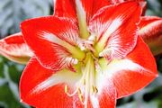 Hardy Outdoor Garden Amaryllis