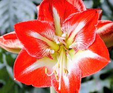 Hardy Outdoor Garden Amaryllis