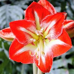Hardy Outdoor Garden Amaryllis