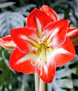 Hardy Outdoor Garden Amaryllis