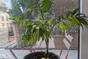 Parlour Palm