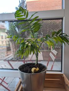 Parlour Palm