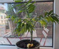Parlour Palm